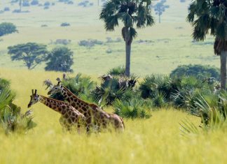 Lonely Planet Ranks Uganda Best Country to Visit in 2012 Uganda Giraffe