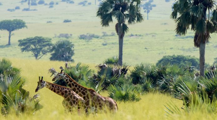 Lonely Planet Ranks Uganda Best Country to Visit in 2012 Uganda Giraffe