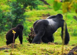 World’s Gorilla Population Under Threat Alpha Mountain Gorilla