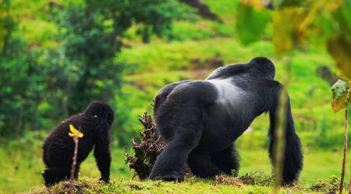 World’s Gorilla Population Under Threat Alpha Mountain Gorilla