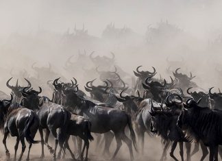 Wildebeest Migration Begins at Masai Mara Wildebeests Migration
