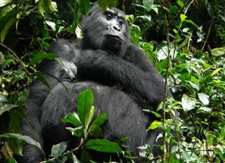 Face to Face with a Silverback Gorilla in Uganda Uganda Mountain Gorilla