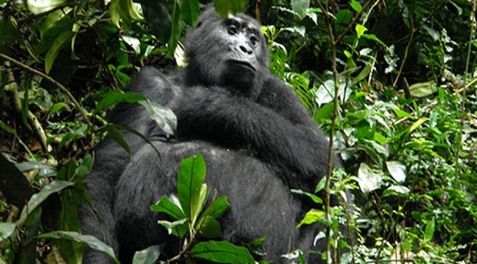 Face to Face with a Silverback Gorilla in Uganda Uganda Mountain Gorilla