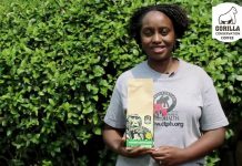 How Coffee Helps Save Endangered Gorillas in Uganda Gorilla Conservation Coffee