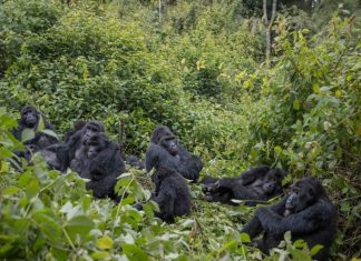 Exploring Kahuzi Biega Home to Eastern Lowland Gorillas Kahuzi Biega Gorillas