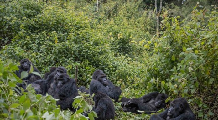 Exploring Kahuzi Biega Home to Eastern Lowland Gorillas Kahuzi Biega Gorillas