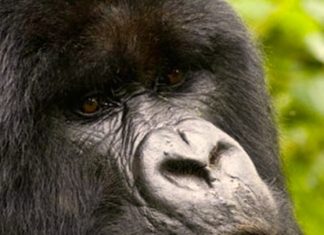 Leveraging Technology to Support Gorilla Conservation in Africa Mountain Gorilla