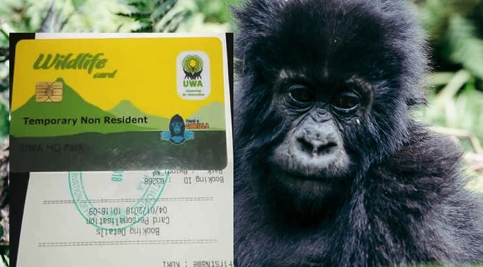 Uganda Wildlife Authority Sets New Prices for Gorilla Permits Gorilla Permit